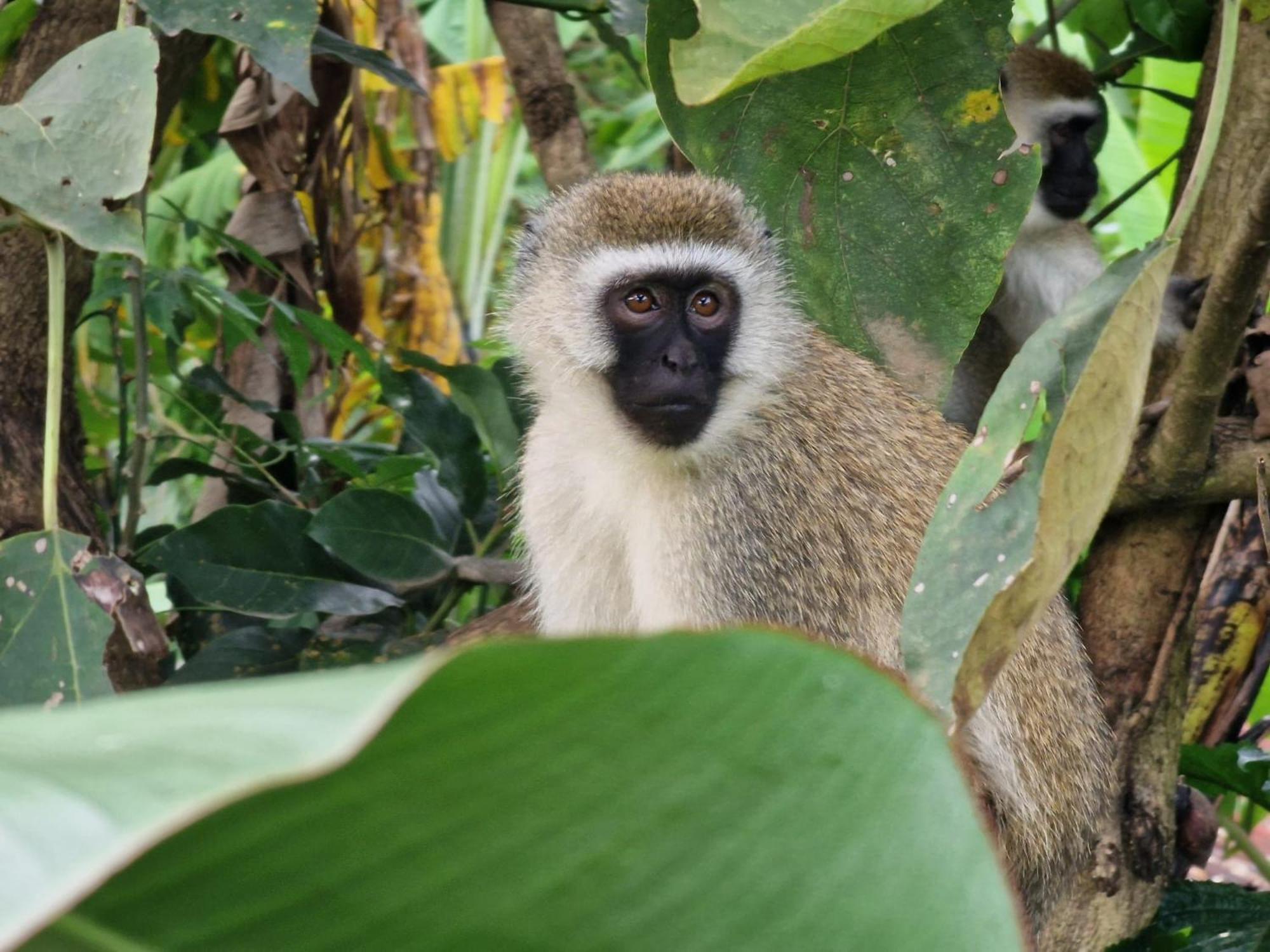 Tanzania Safari Lodge アルーシャ エクステリア 写真